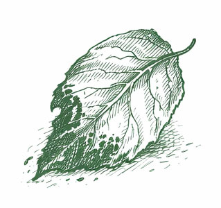 Środki ostrożności